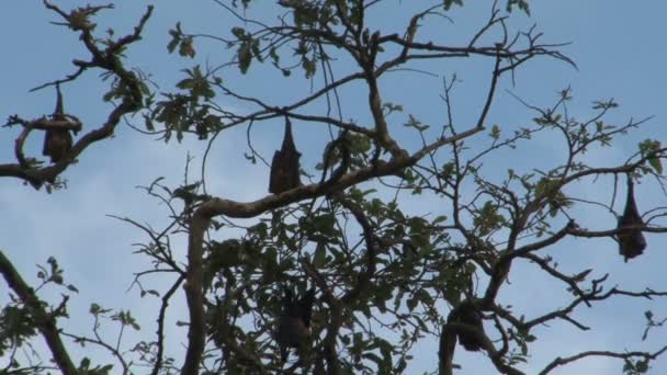 Vleermuizen hangend aan boom — Stockvideo
