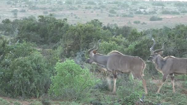 Sudáfrica Vida silvestre — Vídeo de stock