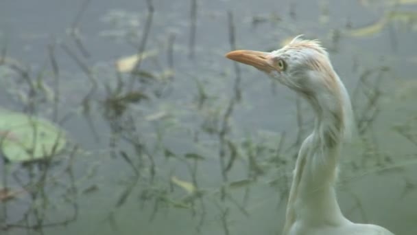Büyük Balıkçıl Kuş Sri Lanka — Stok video