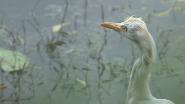 Grote Zilverreiger Vogel Sri Lanka — Stockvideo