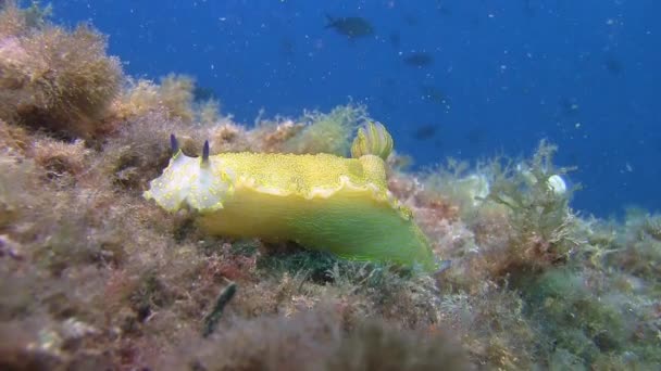 Nudibranca nel Mar Mediterraneo — Video Stock