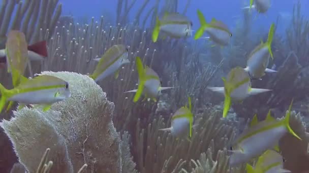 Snapper coda gialla in mare — Video Stock