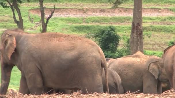Pinnawela Elefanten Waisenhaus — Stockvideo