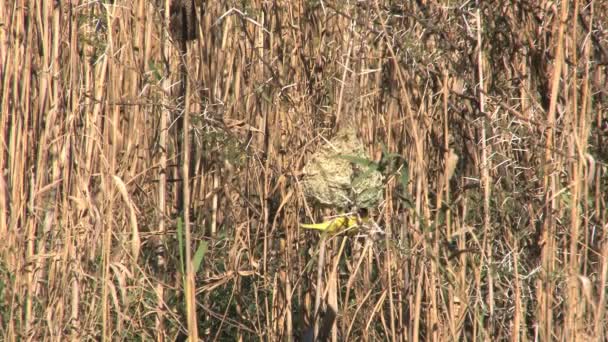 Yellow bird gömmer sig i högt gräs — Stockvideo