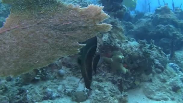 Angelfish in Caribbean sea — Stock Video