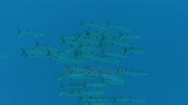 School of baracudas swimming in blue sea — Stock Video