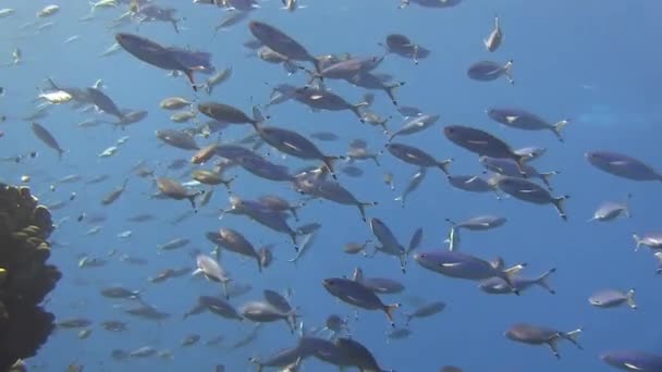 School van vissen zwemmen in blauw water — Stockvideo