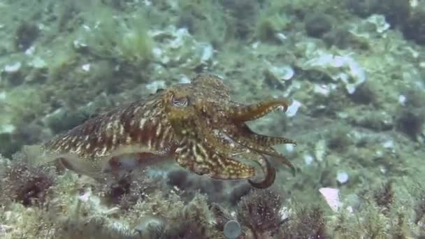 Buceo en el mar Mediterráneo — Vídeos de Stock