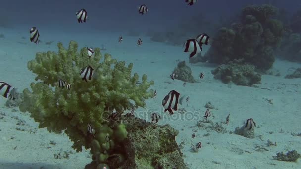 Sert mercanlar ve çizgili resif balık — Stok video