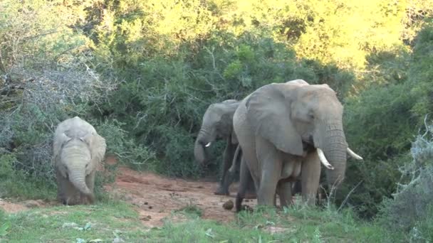 Grupp av vackra elefanter — Stockvideo