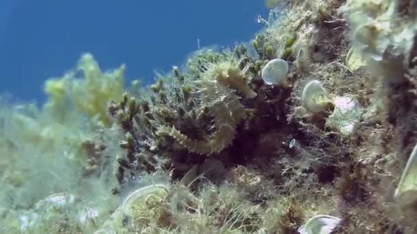 White Seahorse in Mediterranean sea — Stock Video