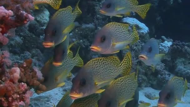 Scuola di pesce di sweetlips macchiato — Video Stock