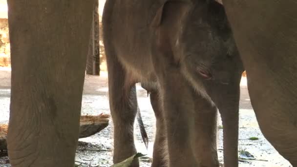 Orphelinat des éléphants de Pinnawela  