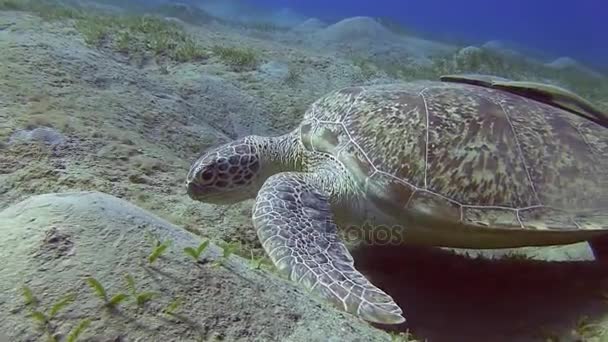 Tartaruga comendo algas no fundo do mar — Vídeo de Stock