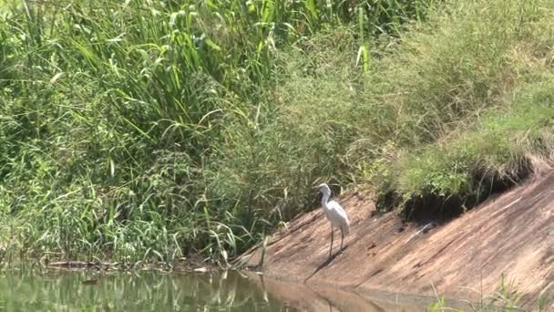 Great Egret bird — Stock Video