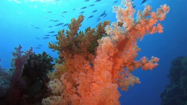 Corail doux se déplaçant sur les vagues — Video