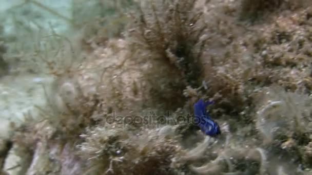 Nudibranchia in Middellandse Zee — Stockvideo