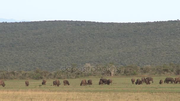 Zuid-Afrika Wild — Stockvideo