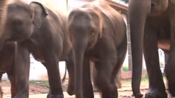 Elefántok, kis utcában — Stock videók