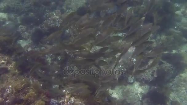 学校的在地中海沿岸的鱼 — 图库视频影像
