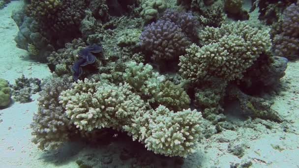 Kleurrijke vissen zwemmen in de buurt van coral reef — Stockvideo