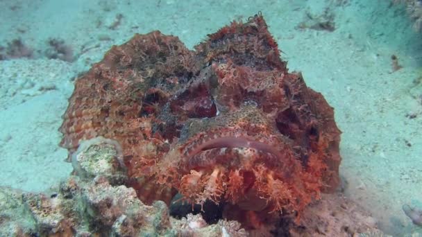 Красный Scorpionfish лежа на дне моря — стоковое видео