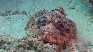Kırmızı Scorpionfish deniz alt döşeme 