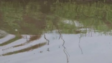 İguana suya yakın çekim