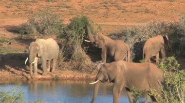 Sulama place yakınındaki dört filler