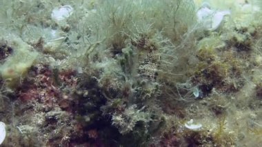 Costa Brava, Dalış Akdeniz