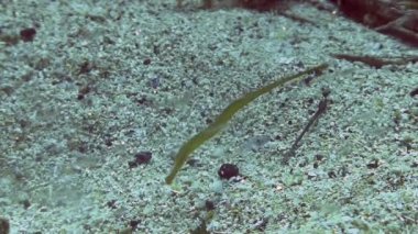 Costa Brava, Dalış Akdeniz