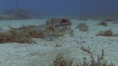 Akdeniz balık sürüsü 