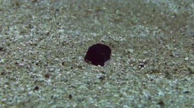 Akdeniz omurgasızını 