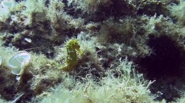 Costa Brava, Dalış Akdeniz