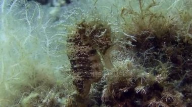 Costa Brava, Dalış Akdeniz