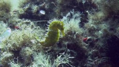 Costa Brava, Dalış Akdeniz