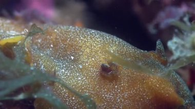 Akdeniz omurgasızını 