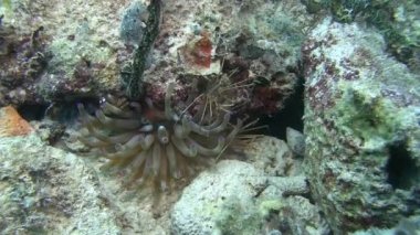Karayip Denizi örümcek yengeci