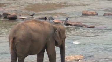 Nehir fil alma banyosunda 
