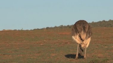Volkan kenarında akbaba