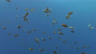 Denizde balık sürüsü
