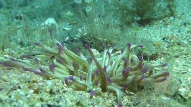 Akdeniz deniz anemon 
