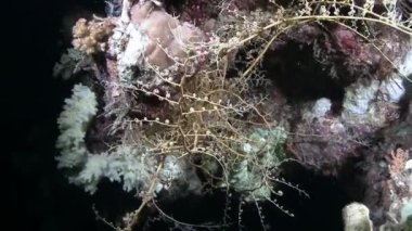 Yumuşak mercan dalgalar deniz taşıma 