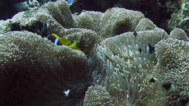 parlak Anemone balıklar mercan içinde gizleme   