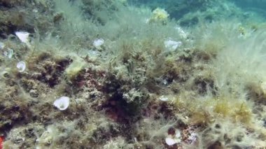 Costa Brava, Dalış Akdeniz