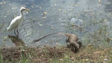 Yumurta çalmak Iguana  