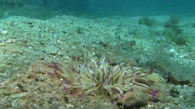 Akdeniz deniz anemon 