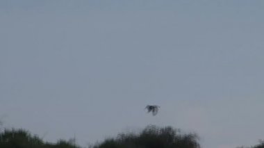 Sri Lanka, yatay pan-shot 