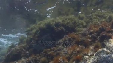 Dalgalar ve Körfez'Akdeniz 