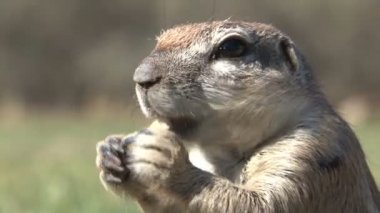 Groundhog kendi doğal ortamlarında